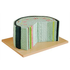 Dicot Stem Structure